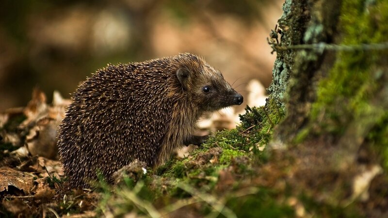 Hedgehog in forest