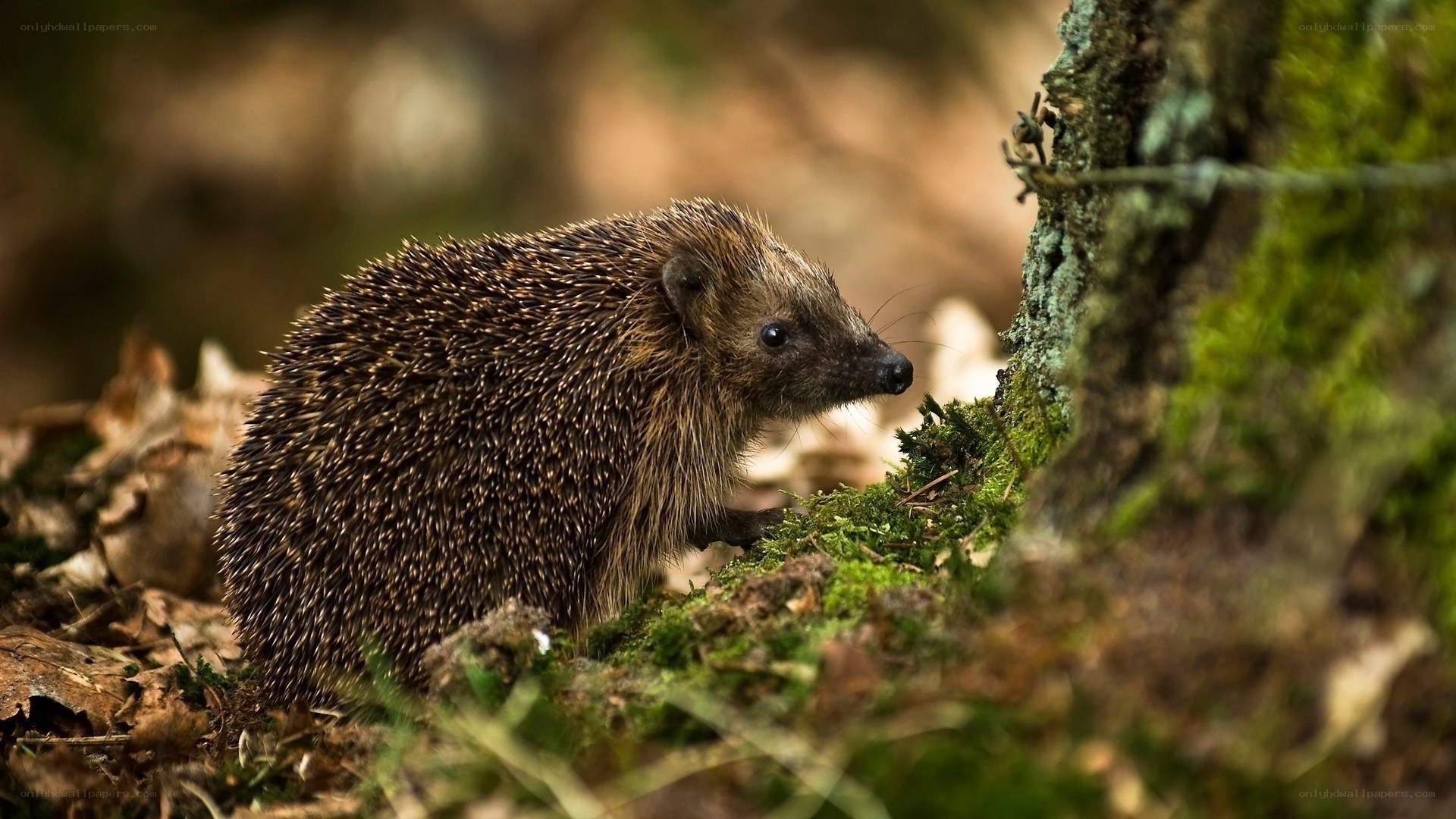 Hedgehog in forest