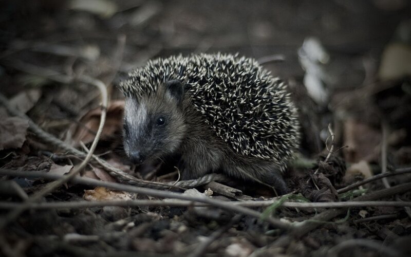 Hedgehog in Forest — Brown, Natural, Photograph, Leaves, Twigs, Ground