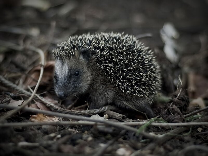Hedgehog in Forest — Brown, Natural, Photograph, Leaves, Twigs