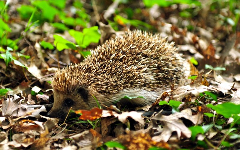 Hedgehog in Forest — Brown
