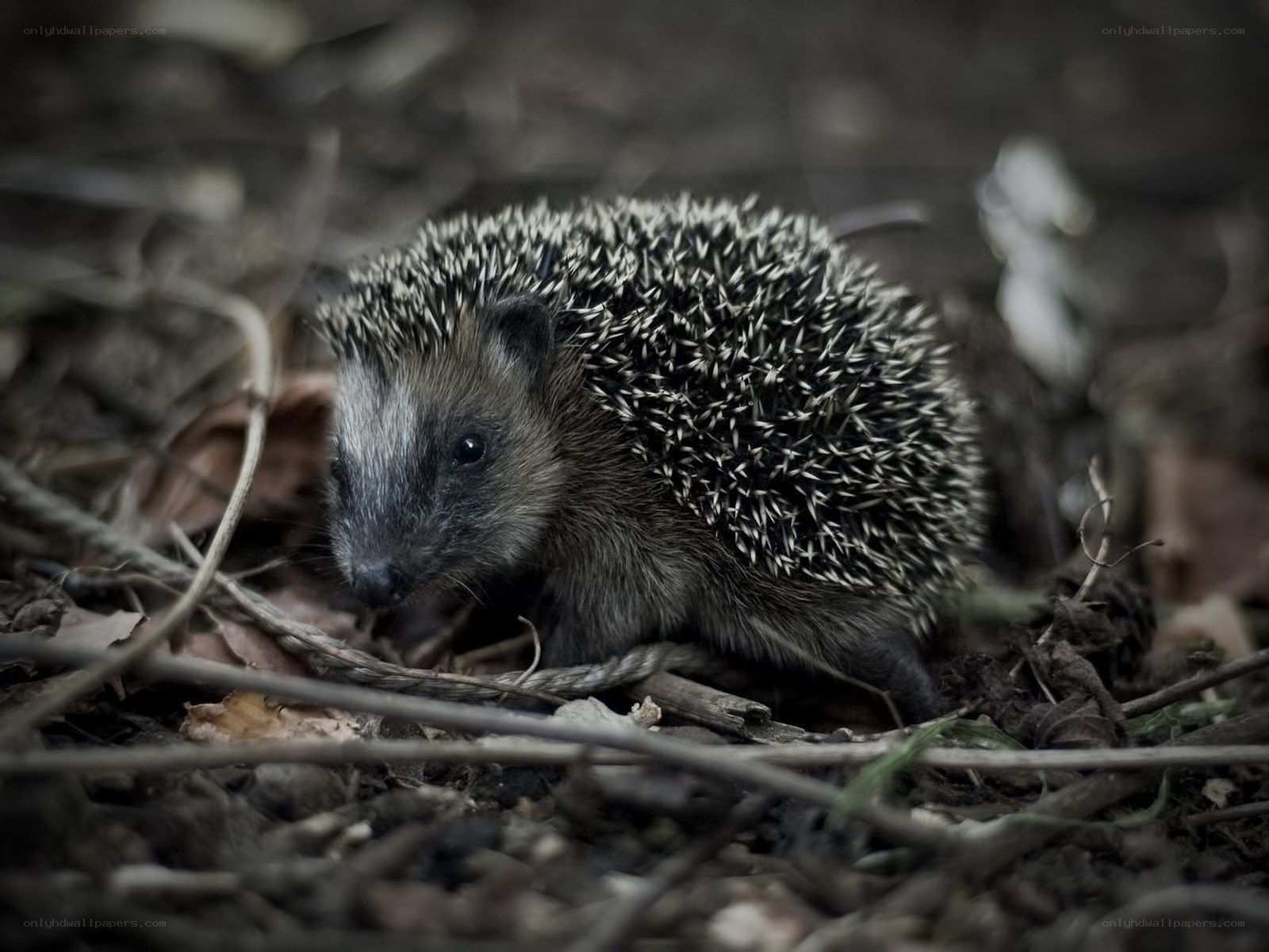 hedgehog in forest debris