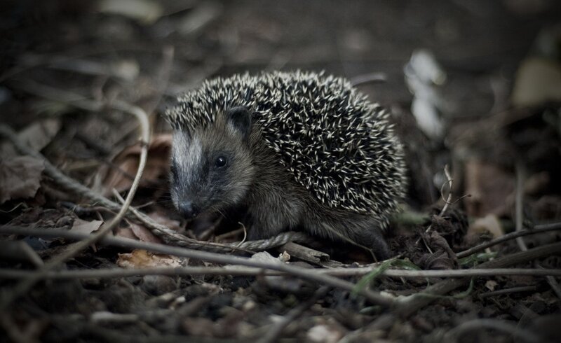 Hedgehog in forest debris