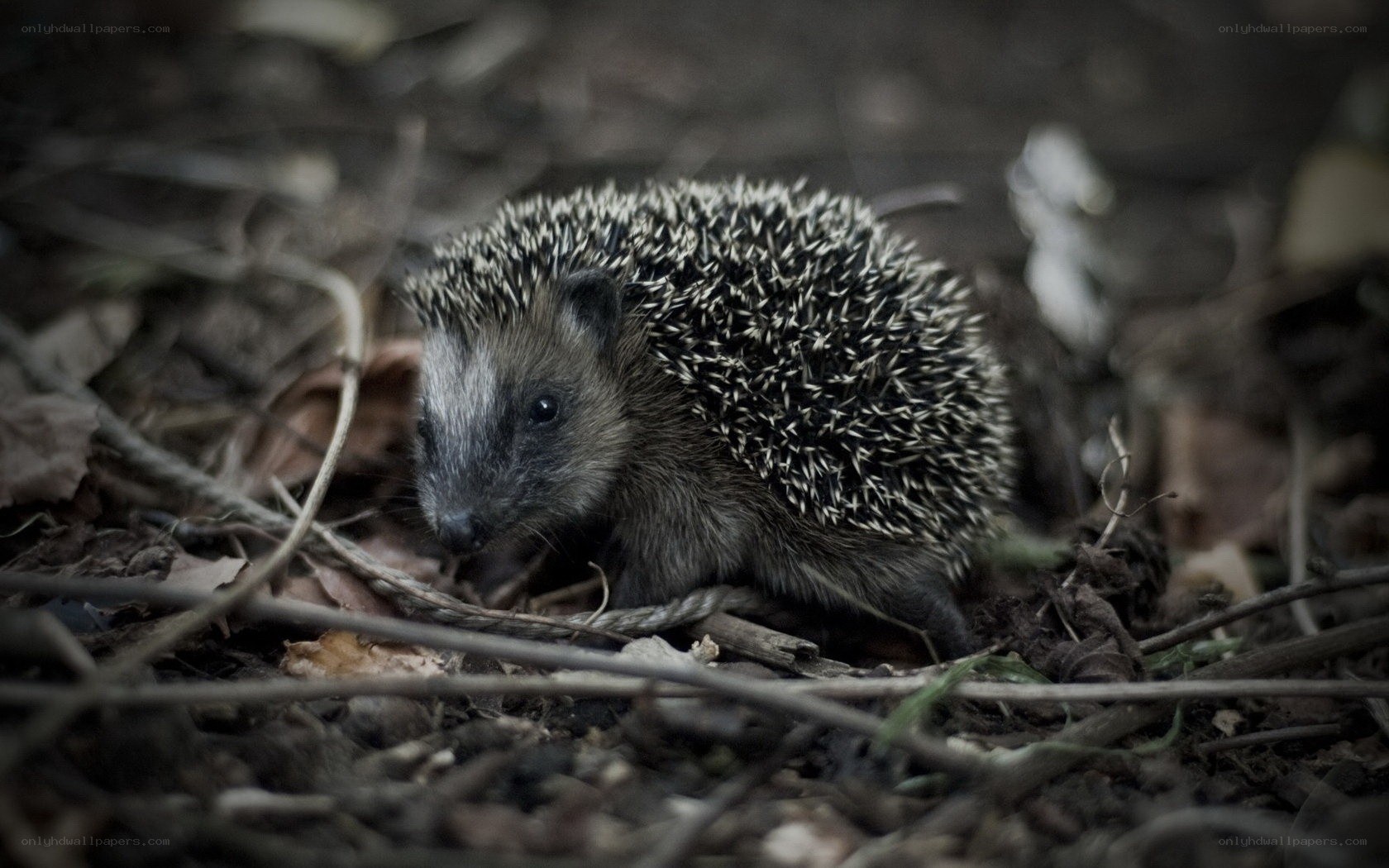 Hedgehog in forest debris