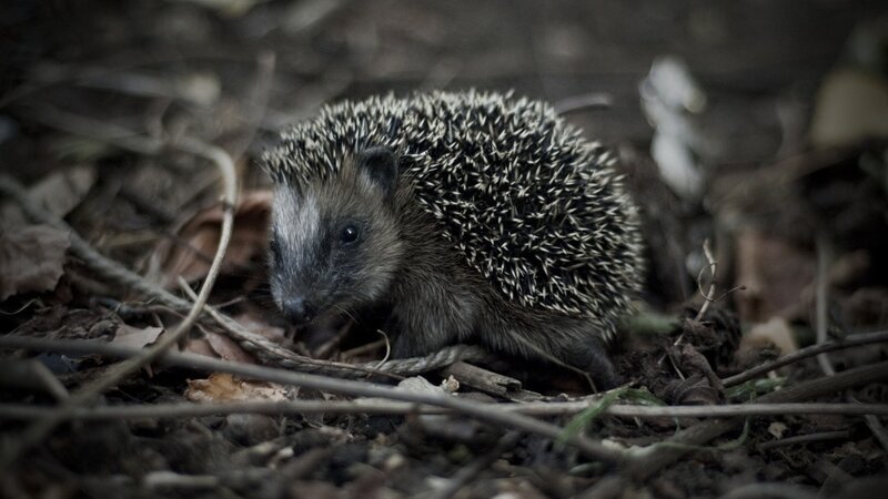 Hedgehog in forest debris