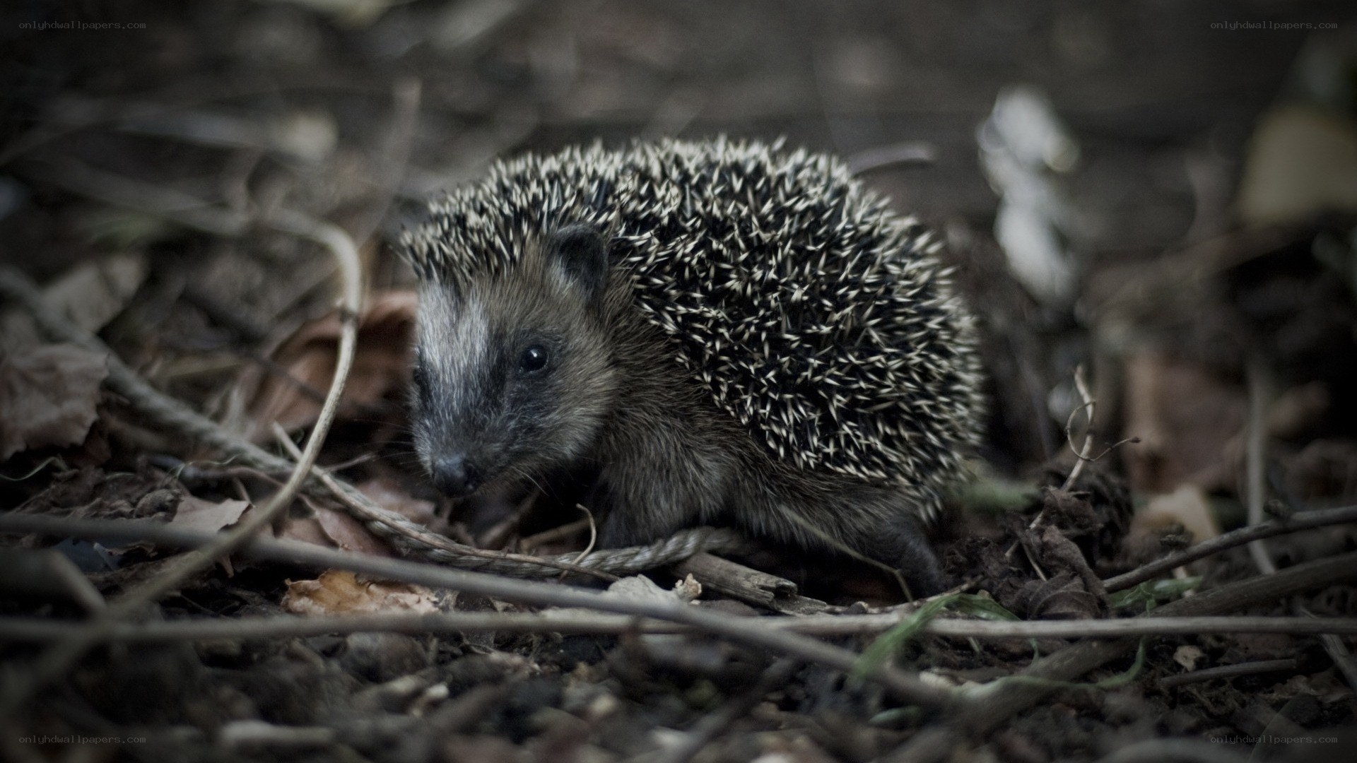 Hedgehog in forest debris