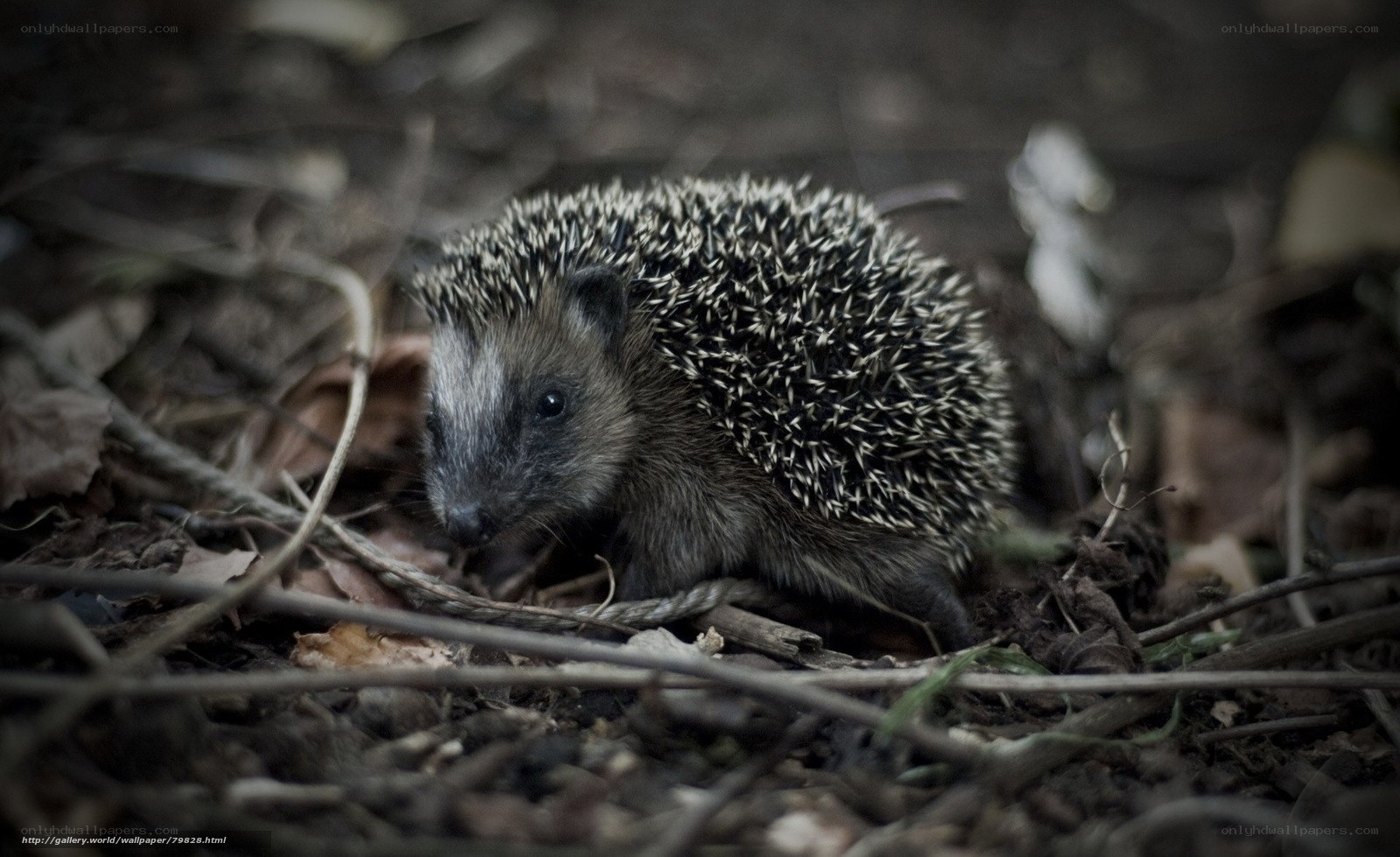 Hedgehog in forest debris
