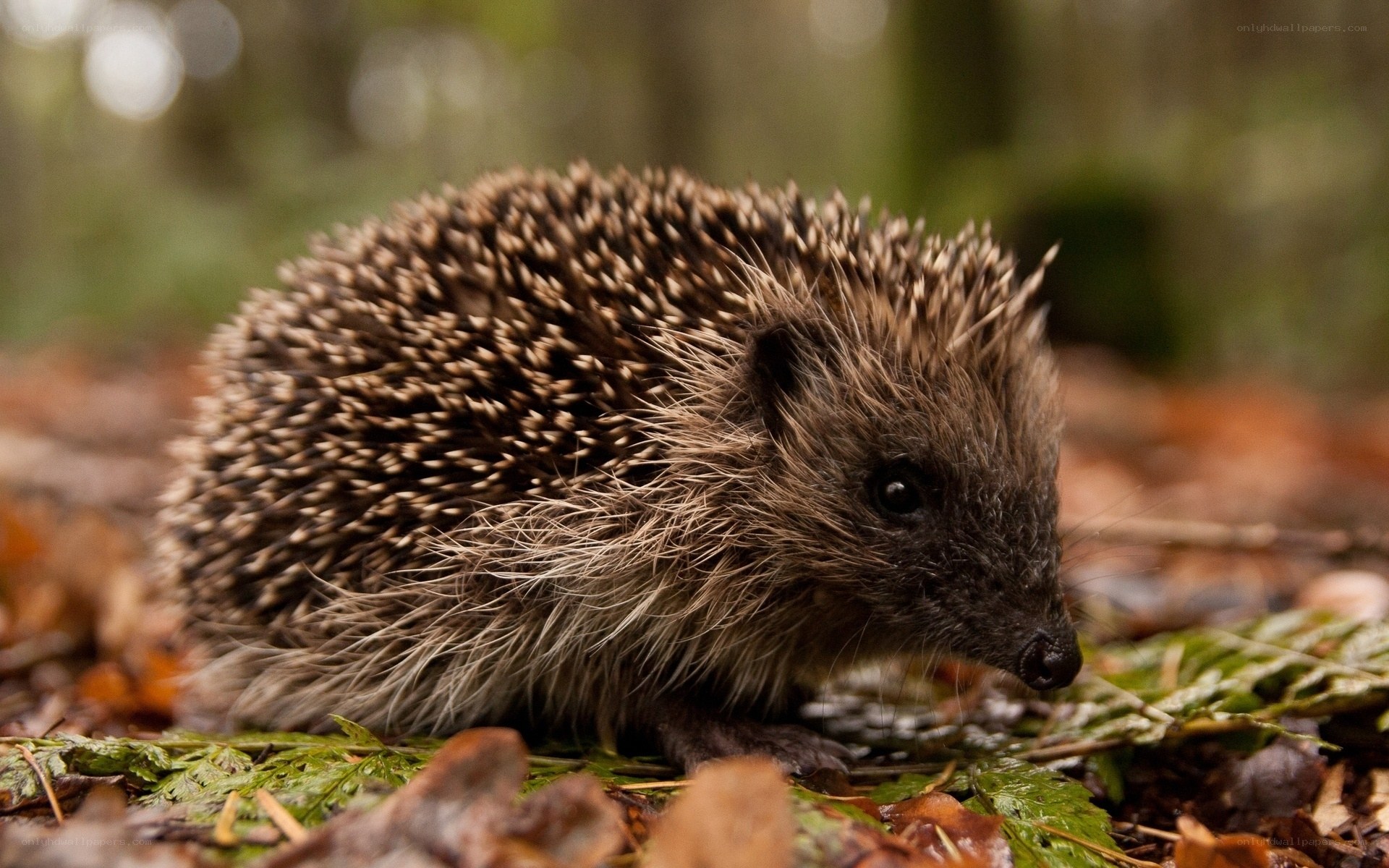 Hedgehog in forest foliage