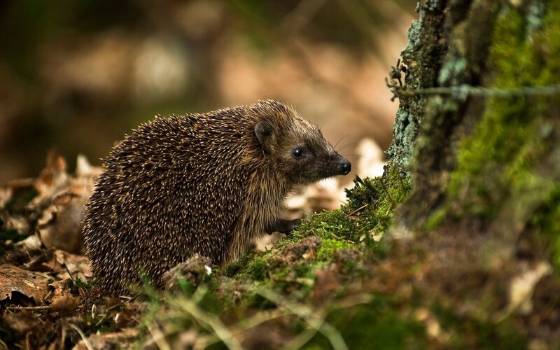 Hedgehog in Forest — Green, Natural