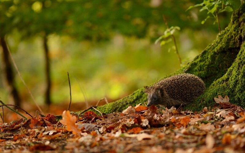 Hedgehog in Forest — Green, Serene