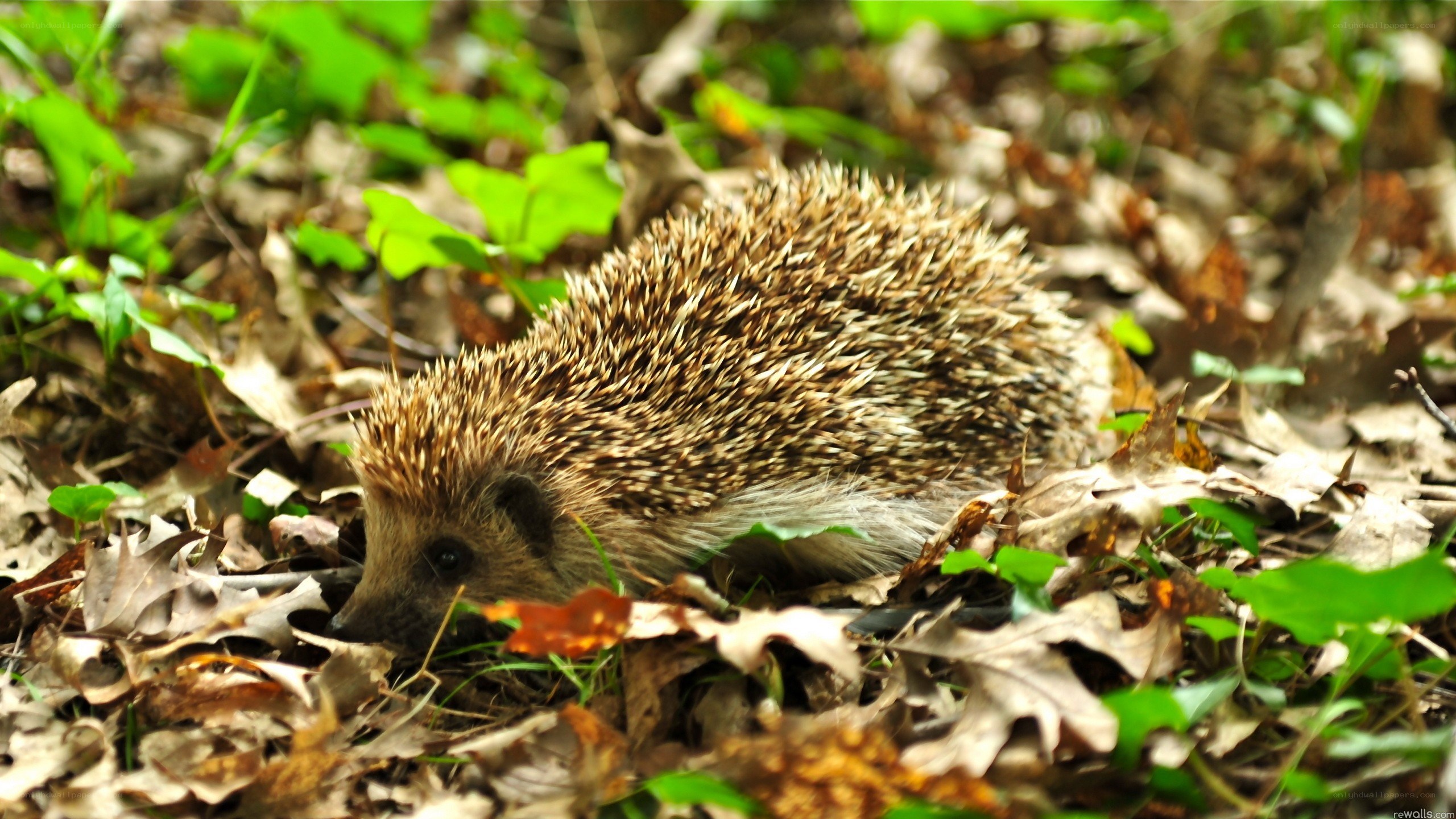 Hedgehog in forest leaves