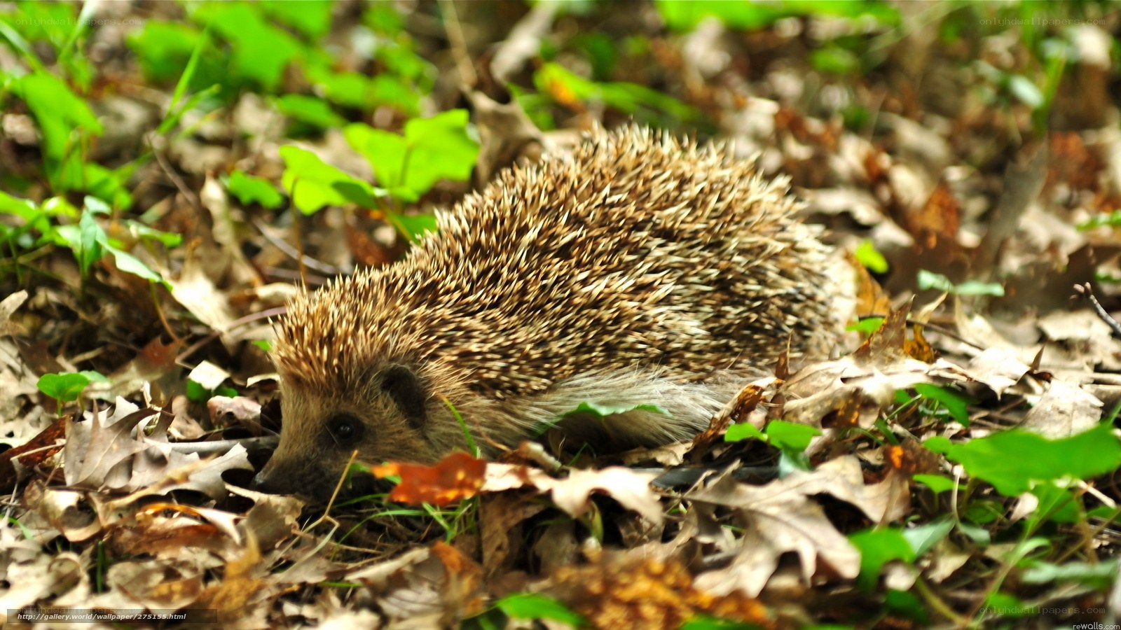 Hedgehog in forest leaves