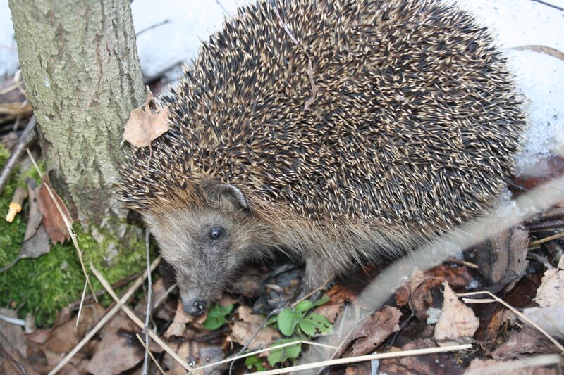 Hedgehog in forest