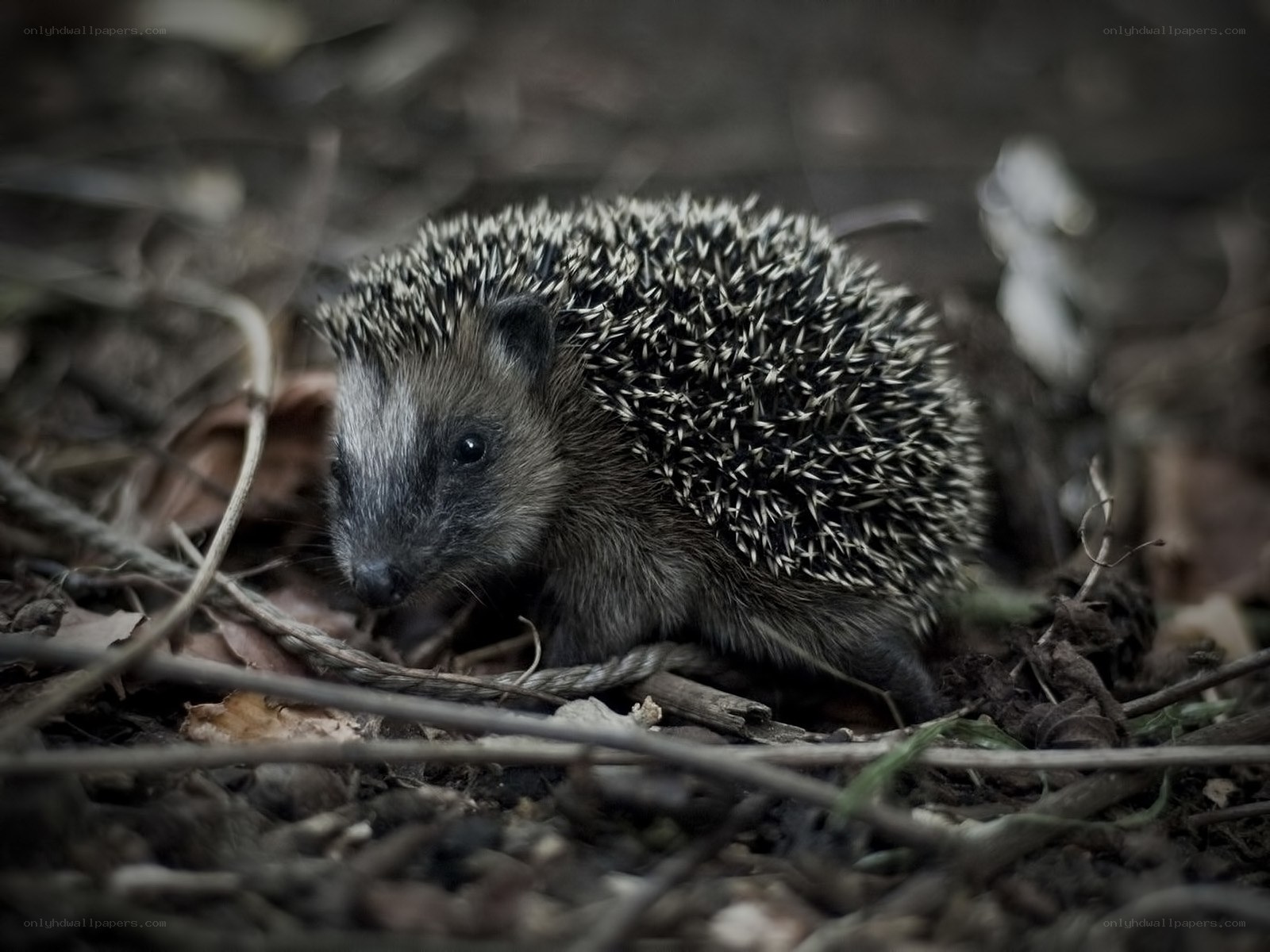 Hedgehog in forest undergrowth