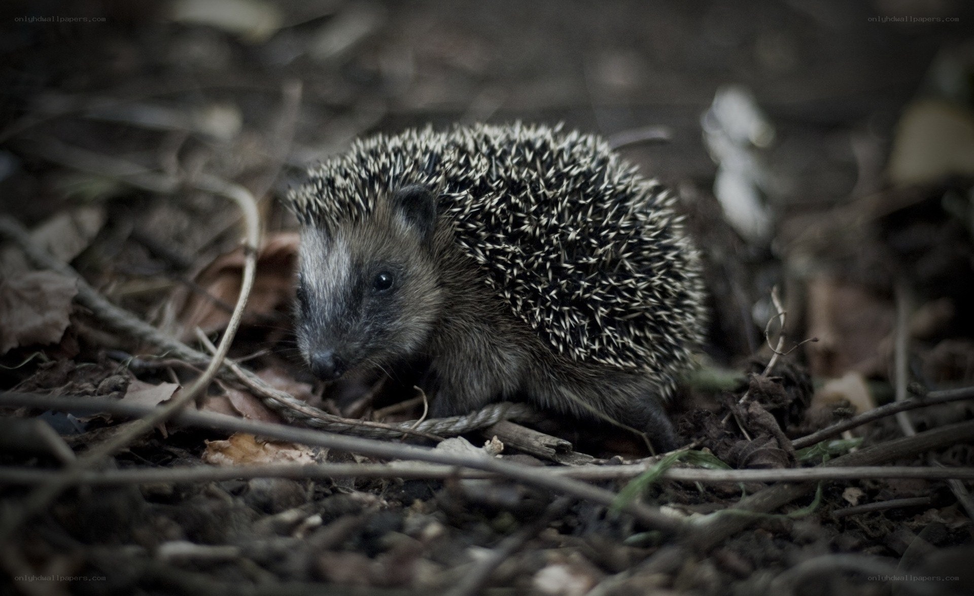Hedgehog in forest undergrowth