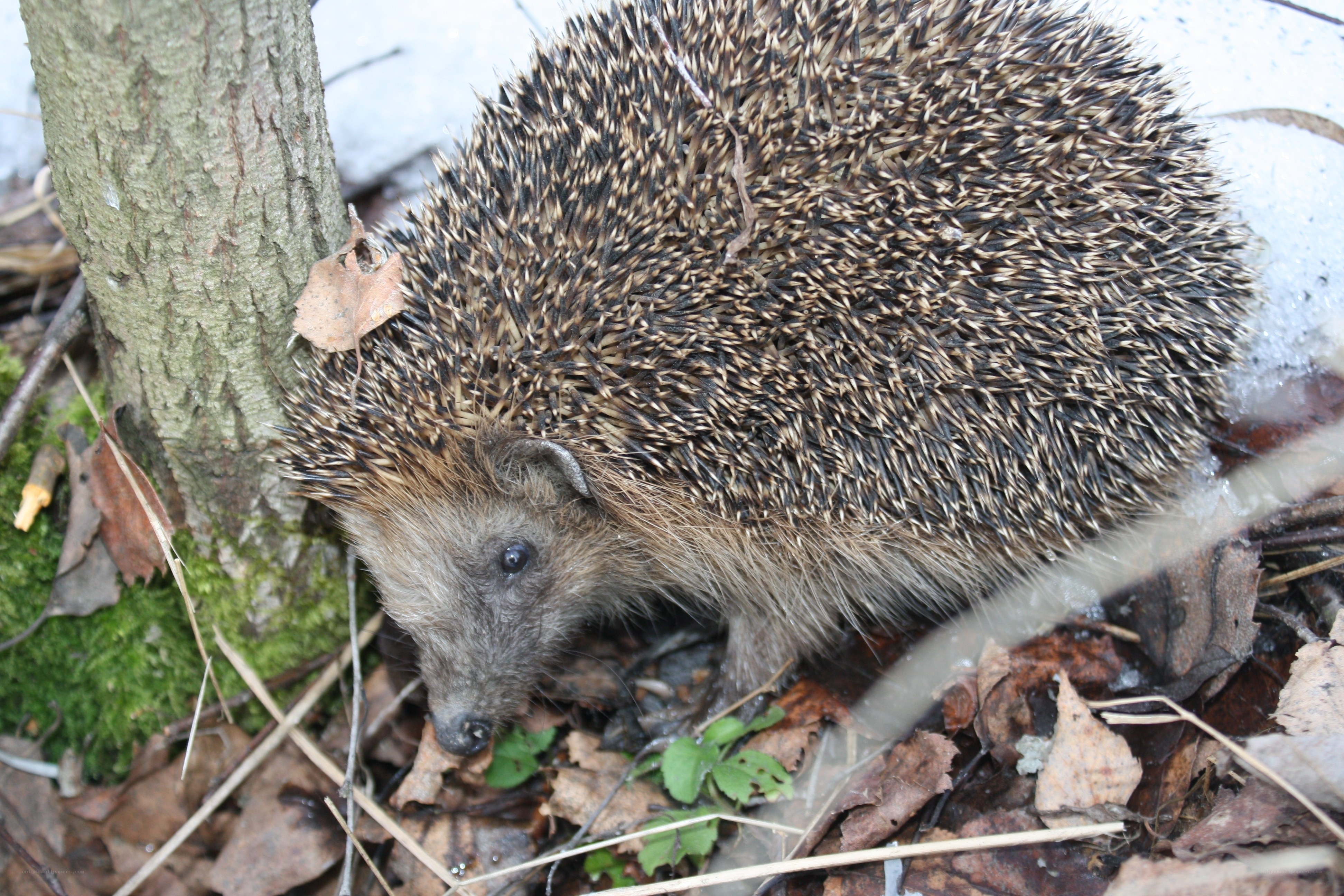 Hedgehog in forest
