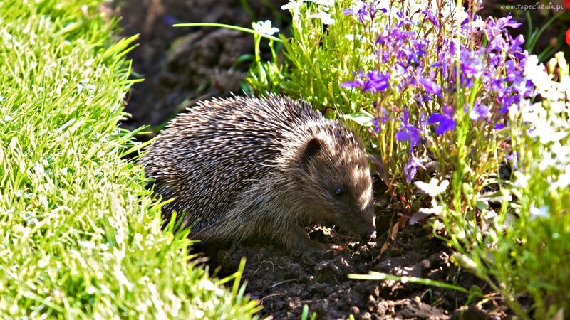 Hedgehog in Garden