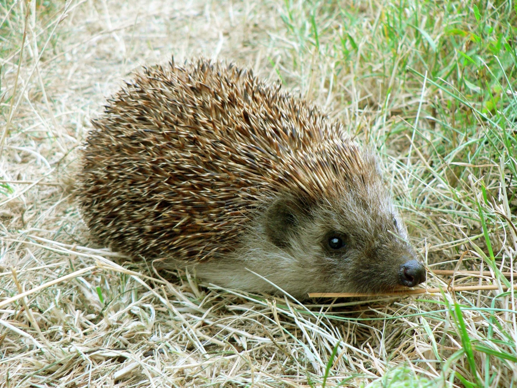 hedgehog in grass