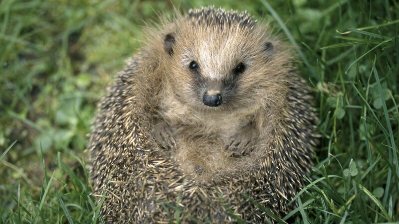 hedgehog in grass