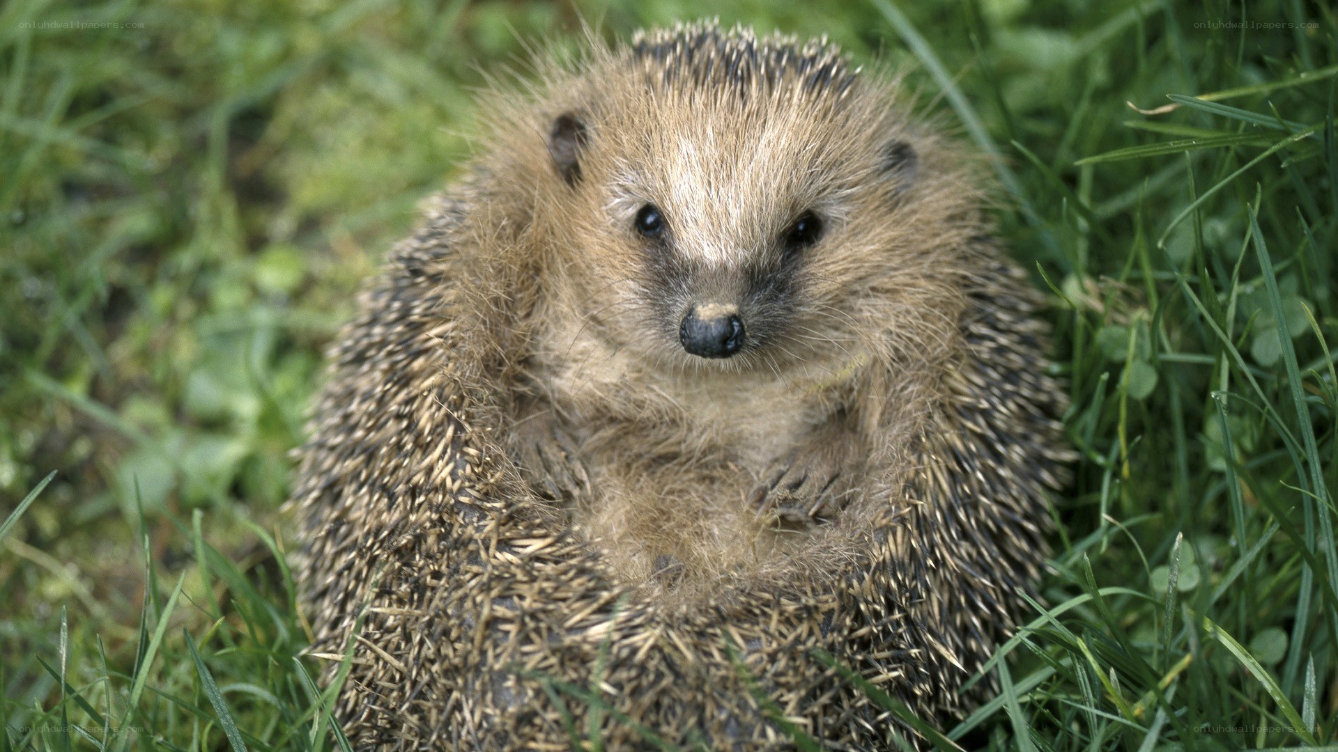 hedgehog in grass