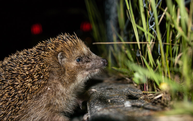 Hedgehog in Grass — Brown
