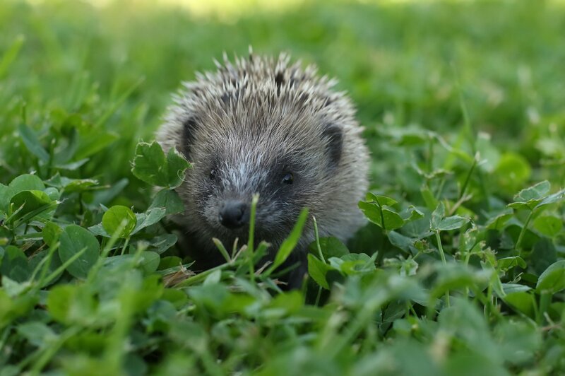 Hedgehog in Grass — Green, Calm, Afternoon, Photograph, Clover