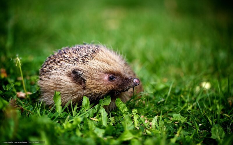 Hedgehog in Grass — Green, Calm, Afternoon, Photograph, Dandelion