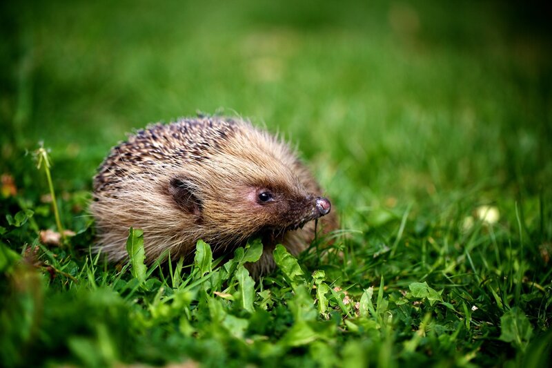 Hedgehog in Grass — Green, Calm, Afternoon, Photograph, Plants