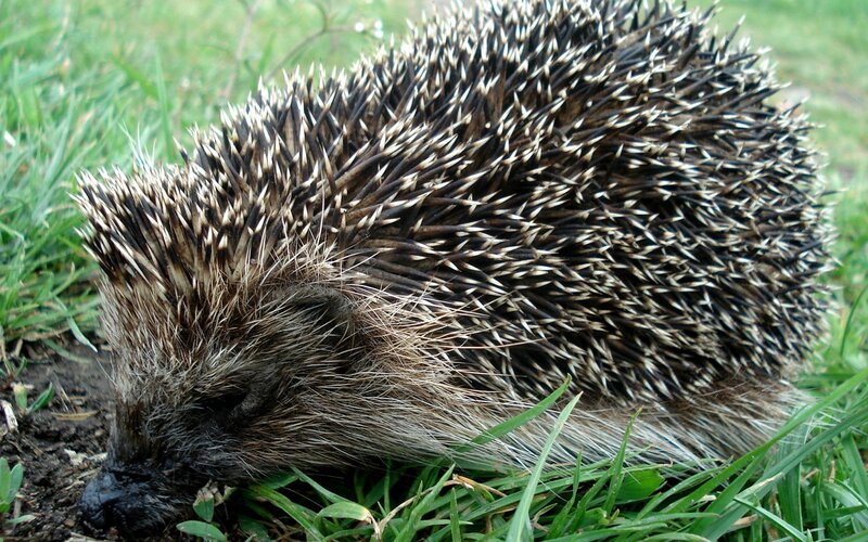 Hedgehog in Grass — Green, Calm, Afternoon, Photograph, Soil
