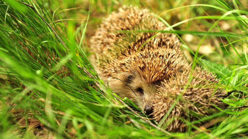 Hedgehog in Grass — Green, Calm, Afternoon, Photograph, Thorn