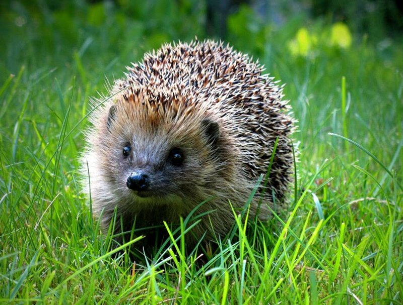 Hedgehog in Grass — Green, Calm, Afternoon