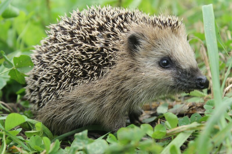 Hedgehog in Grass — Green, Calm, Morning, Photograph, Clover