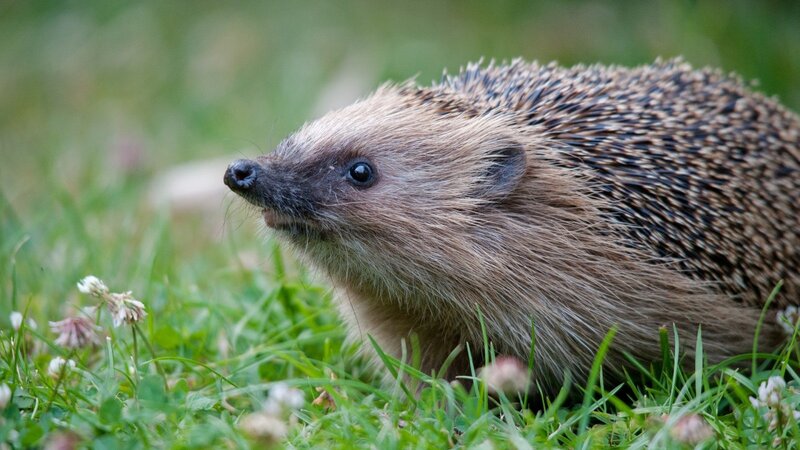 Hedgehog in Grass — Green, Calm, Morning