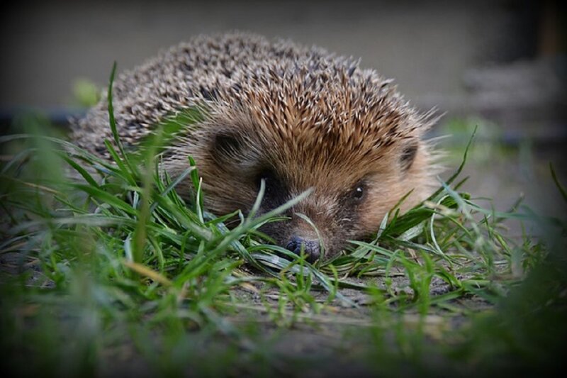 Hedgehog in Grass — Green, Calm, Photograph, Ground