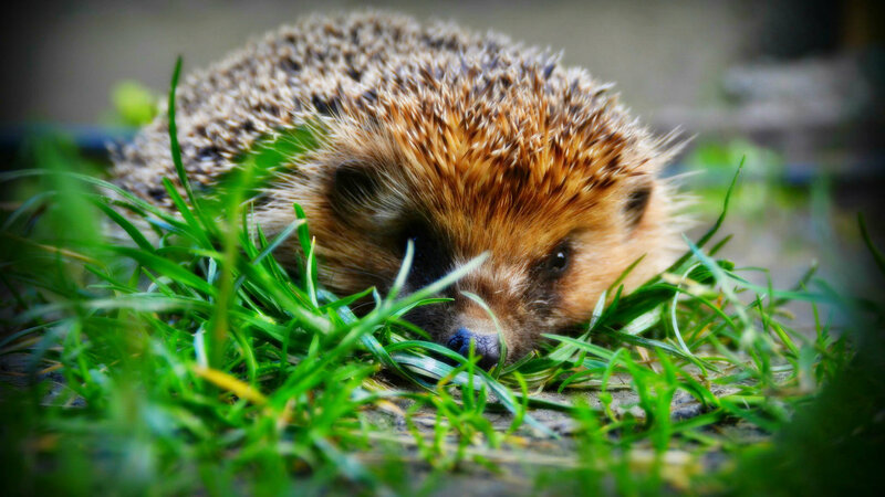 Hedgehog in Grass — Green, Calm, Photograph