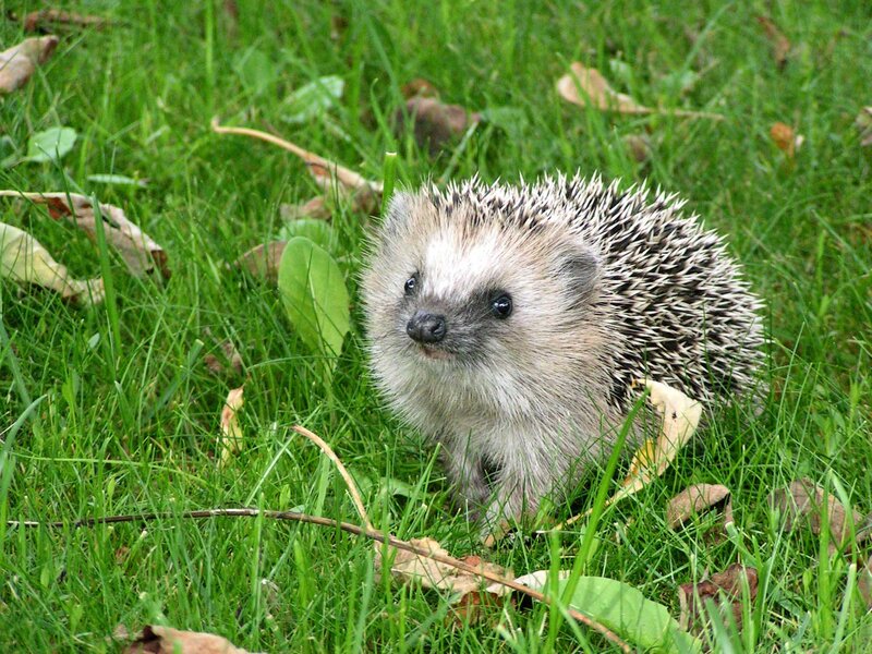 Hedgehog in Grass — Green, Calm, Spring