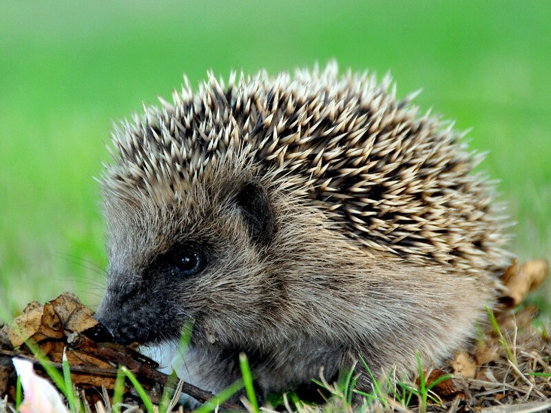 Hedgehog in Grass — Green, Calm