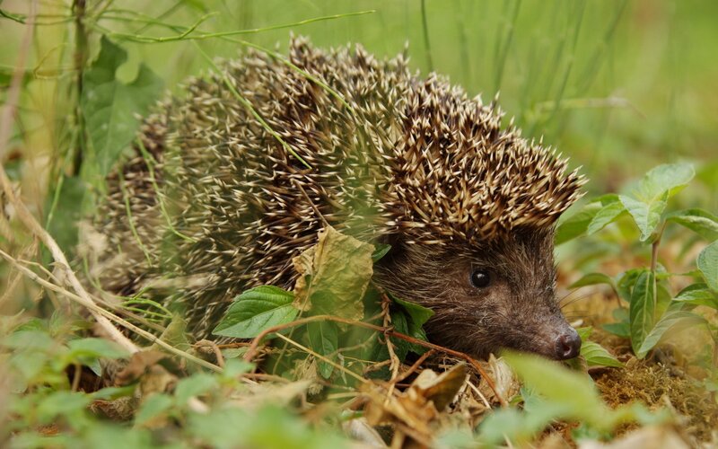 Hedgehog in Grass — Green, Natural, Afternoon, Photograph, Leaves