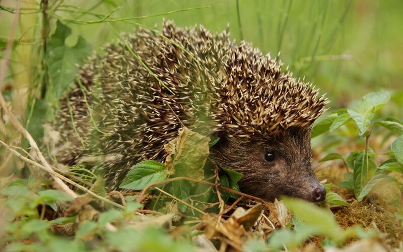 Hedgehog in Grass — Green, Natural, Afternoon