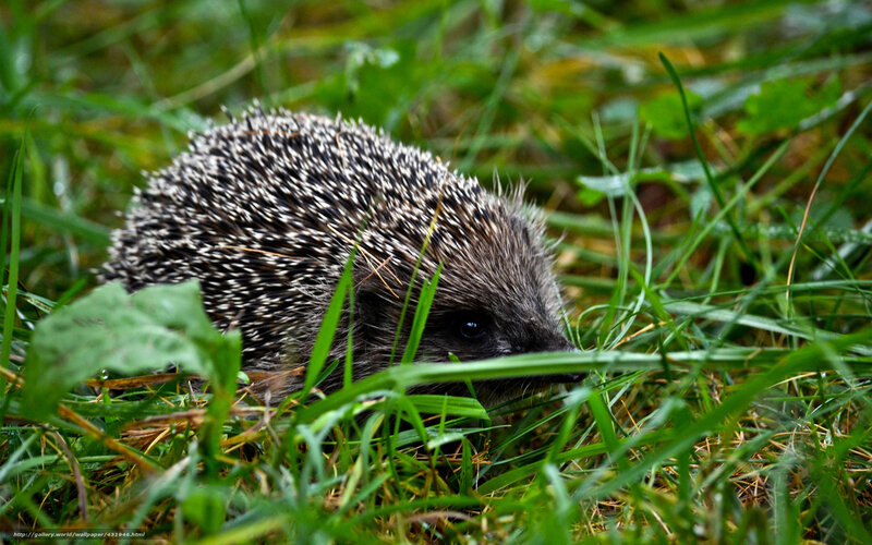 Hedgehog in Grass — Green, Natural, Morning, Photograph
