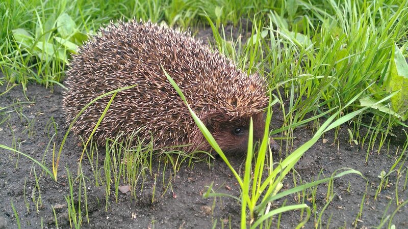 Hedgehog in Grass — Green, Natural, Morning