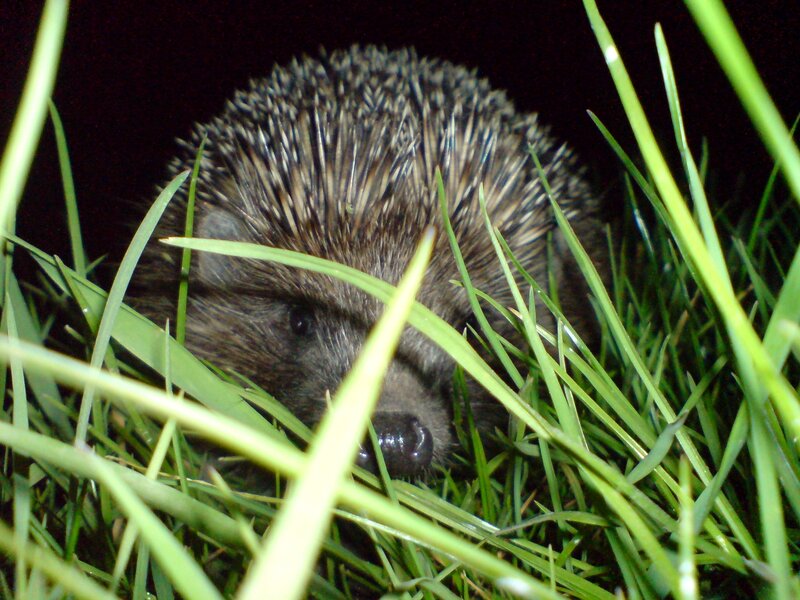 Hedgehog in Grass — Green, Natural, Night