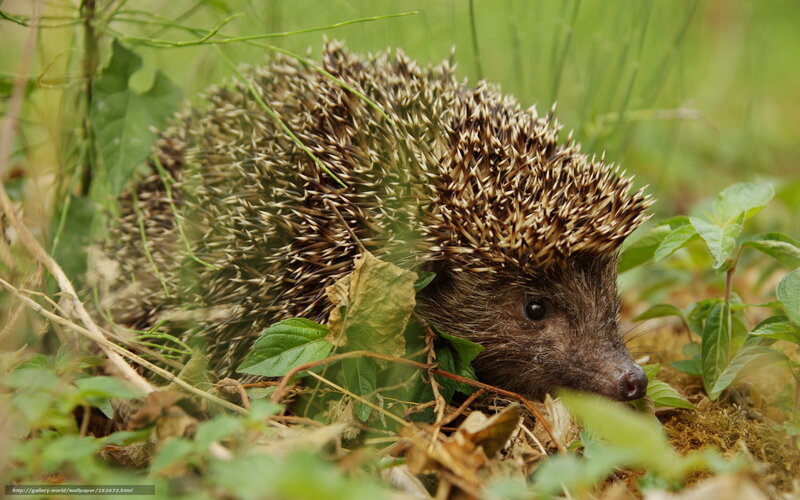 Hedgehog in Grass — Green, Natural