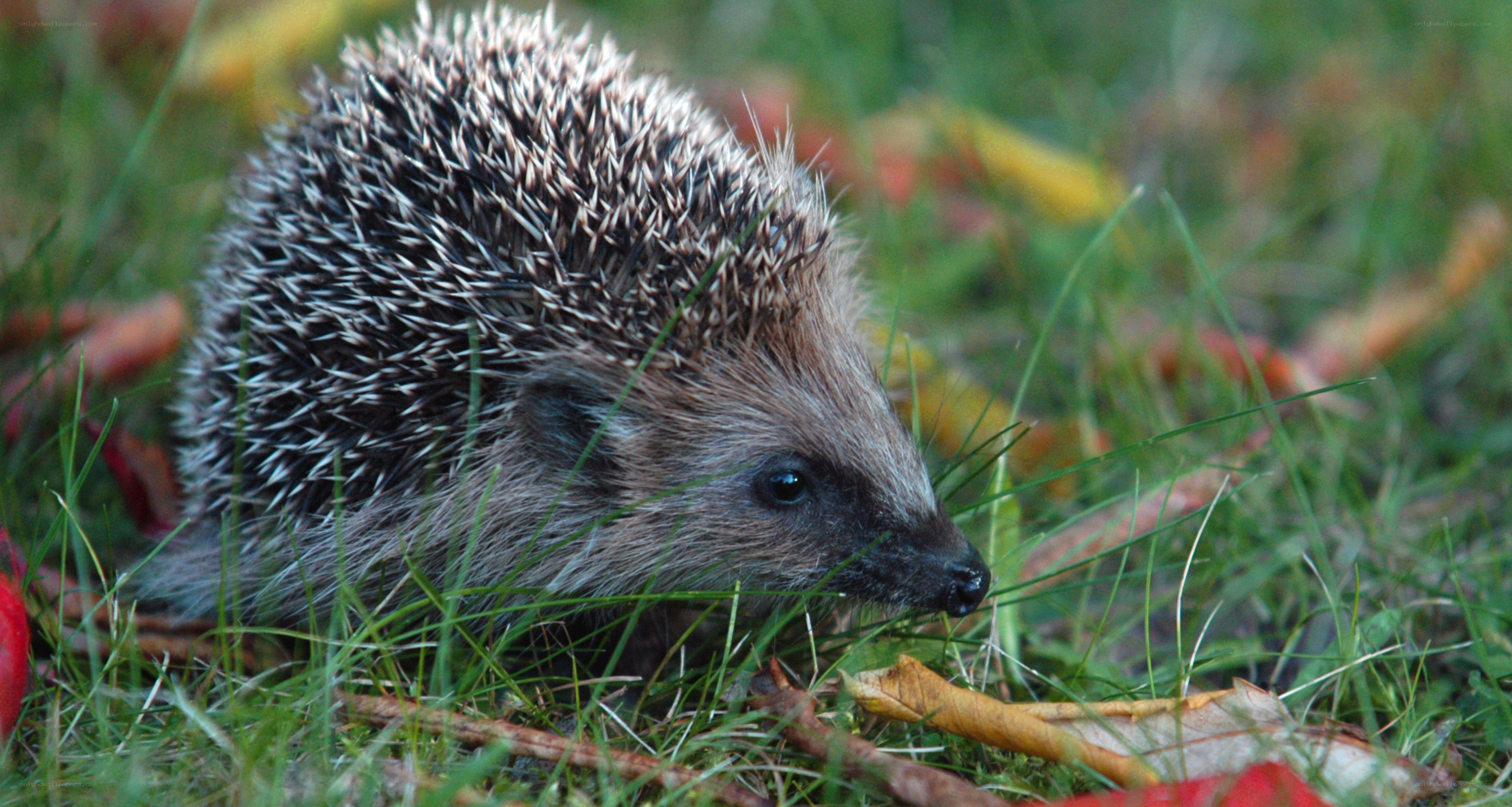 Hedgehog in grass
