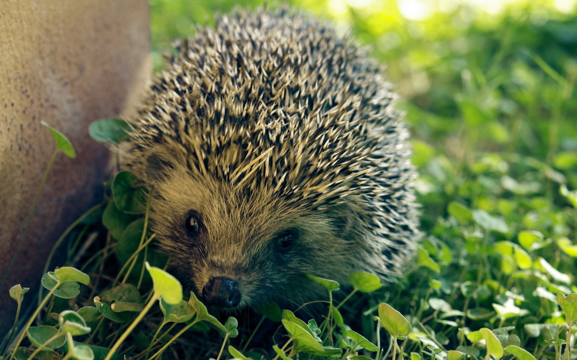 Hedgehog in green grass