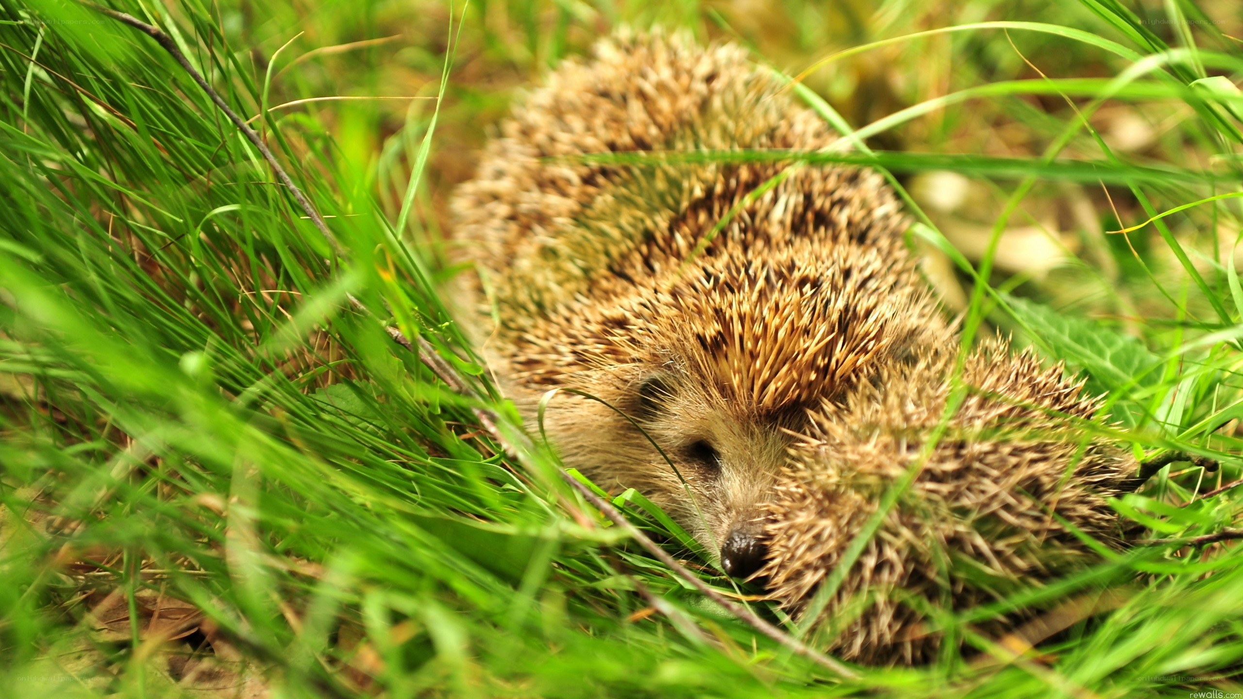 Hedgehog in green grass