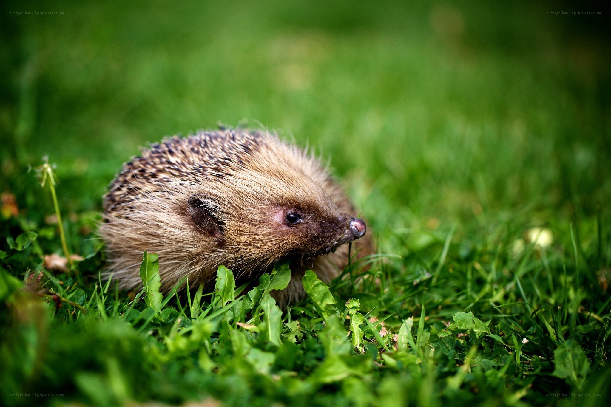 Hedgehog in green grass
