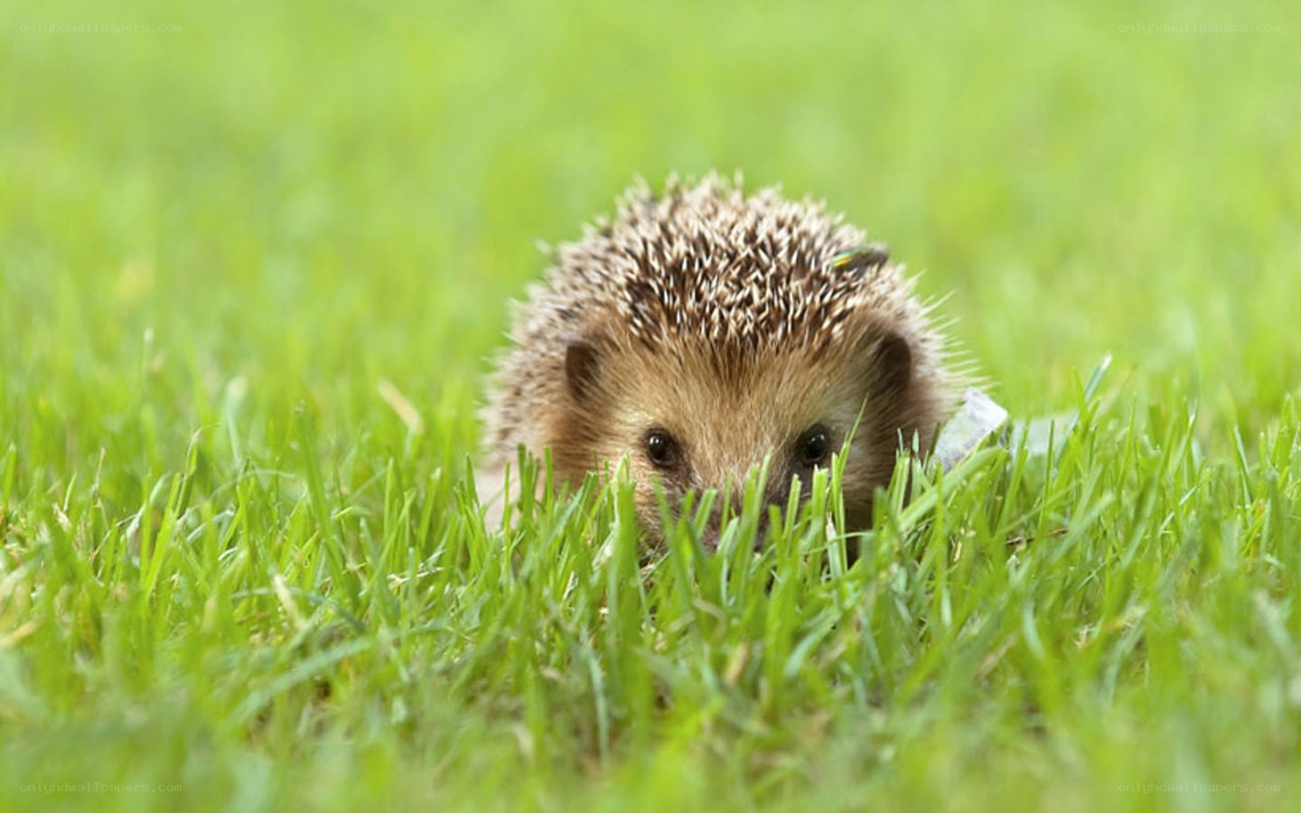 hedgehog in green grass