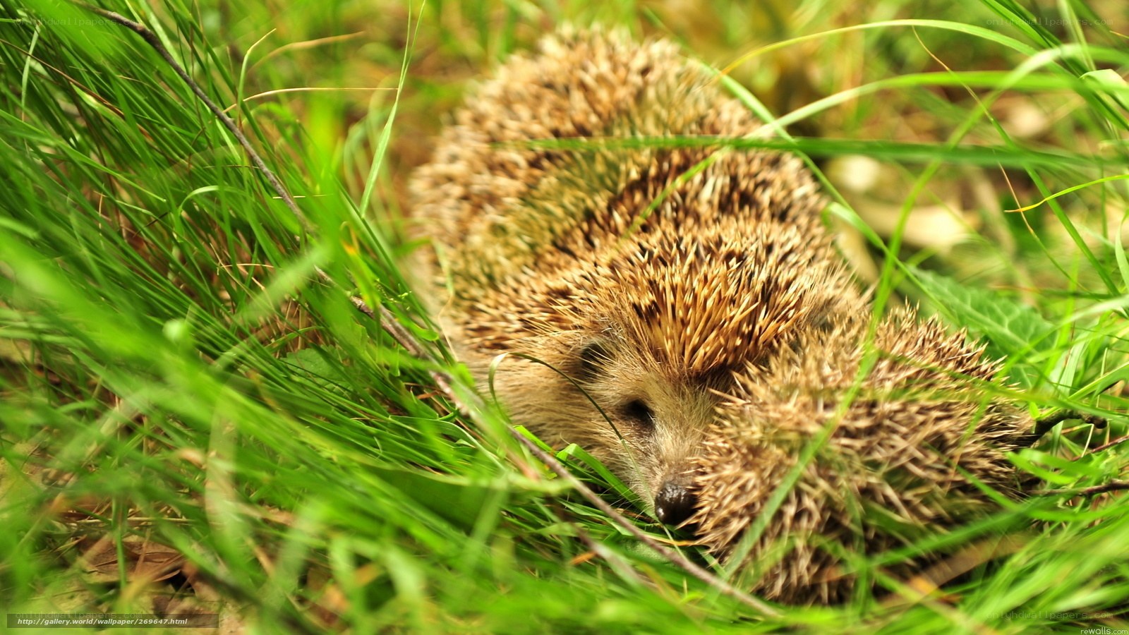Hedgehog in green grass