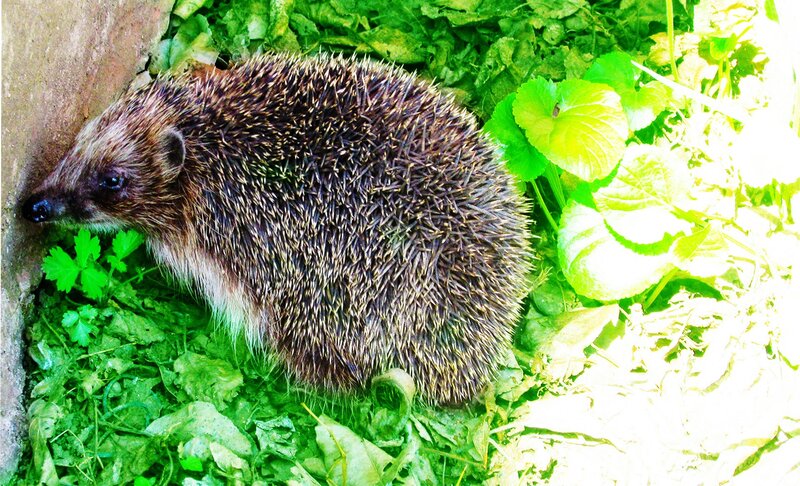 Hedgehog in Green Leaves